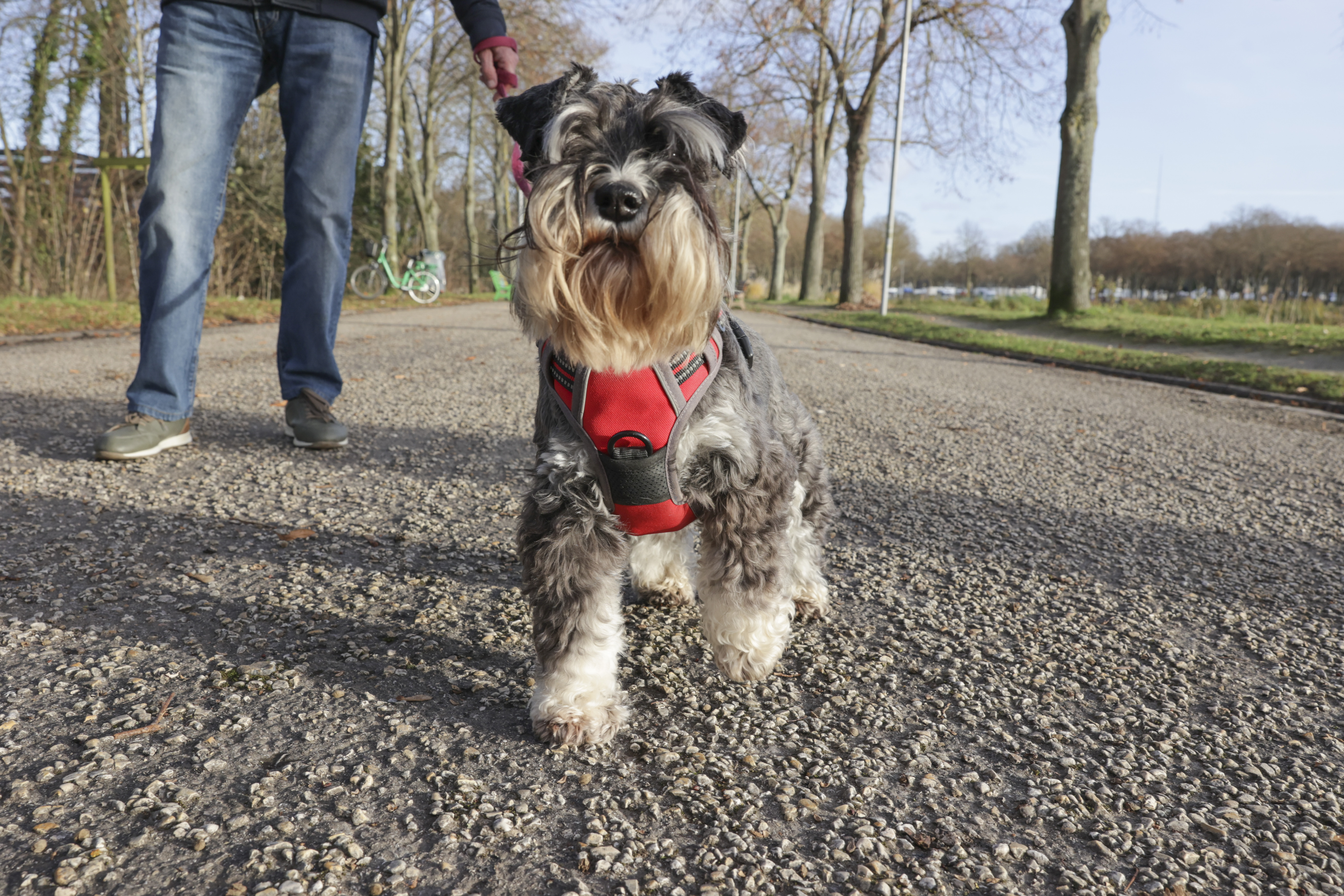Offre pour animaux